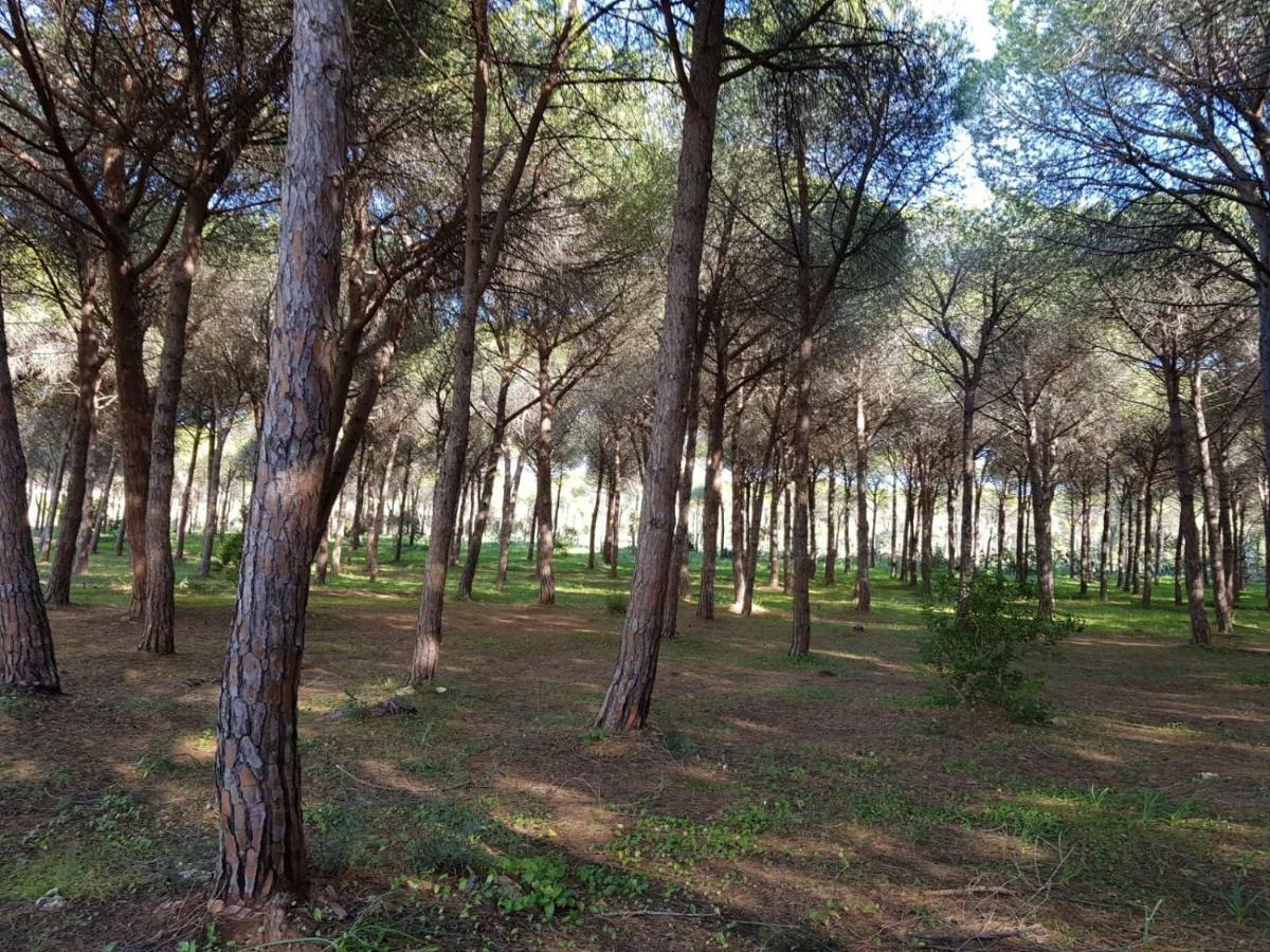 Mimosa Bilocale Cala Liberotto Bagian luar foto